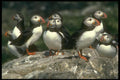 707030 Puffins, Fratercula Artica A4 Photo Print