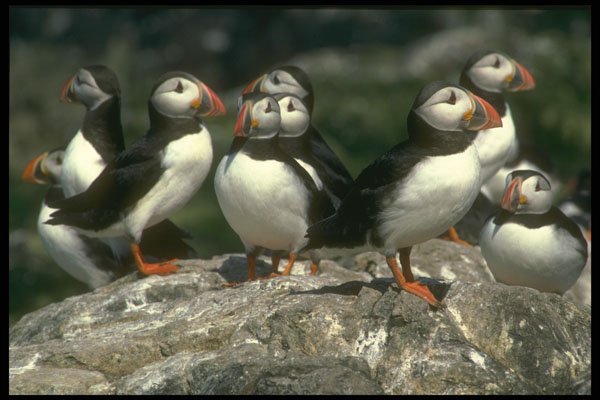 707030 Puffins, Fratercula Artica A4 Photo Print