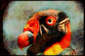 707031 Royal Vulture, Close up Of Head A4 Limited Edition Watercolour Print