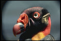 707031 Royal Vulture, Close up Of Head A4 Photo Print