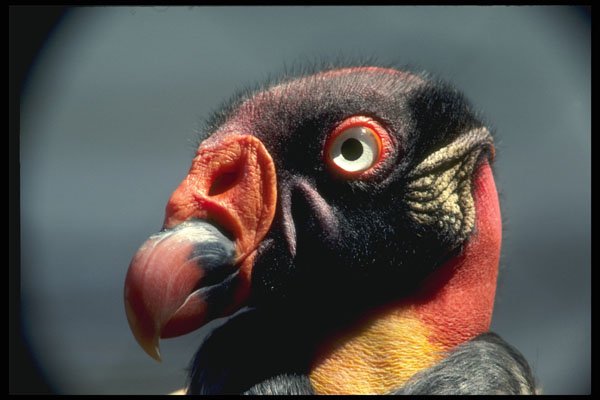 707031 Royal Vulture, Close up Of Head A4 Photo Print