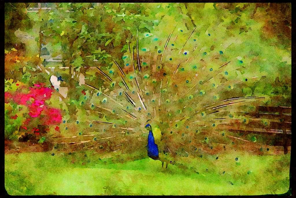 707032 Peacock A4 Limited Edition Watercolour Print