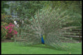707032 Peacock A4 Photo Print