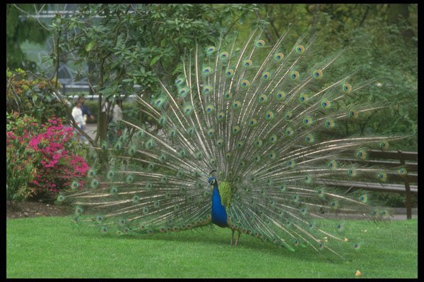 707032 Peacock A4 Photo Print