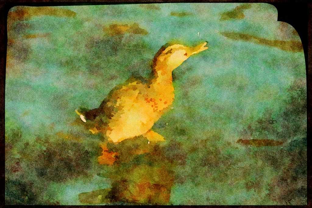 707033 Duck A4 Limited Edition Watercolour Print