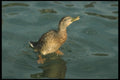 707033 Duck A4 Photo Print