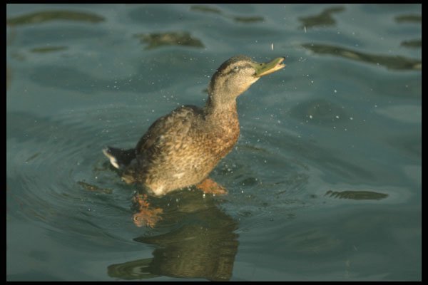 707033 Duck A4 Photo Print