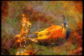 707035 Green Heron A4 Limited Edition Watercolour Print