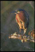 707035 Green Heron A4 Photo Print
