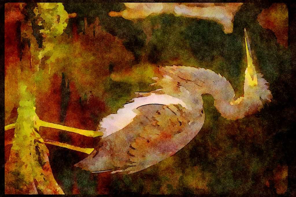 707036 Louisiana Heron A4 Limited Edition Watercolour Print
