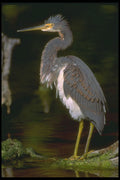 707036 Louisiana Heron A4 Photo Print