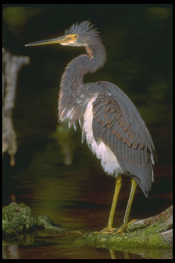 707036 Louisiana Heron A4 Photo Print