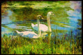 707037 Swans A4 Limited Edition Watercolour Print