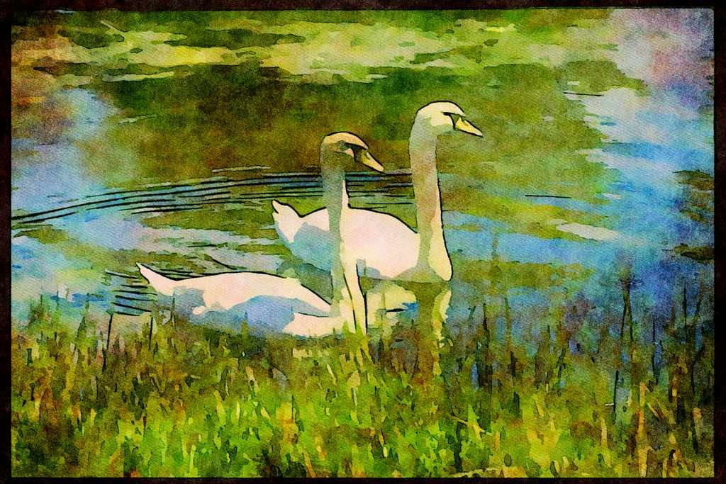 707037 Swans A4 Limited Edition Watercolour Print