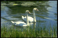 707037 Swans A4 Photo Print