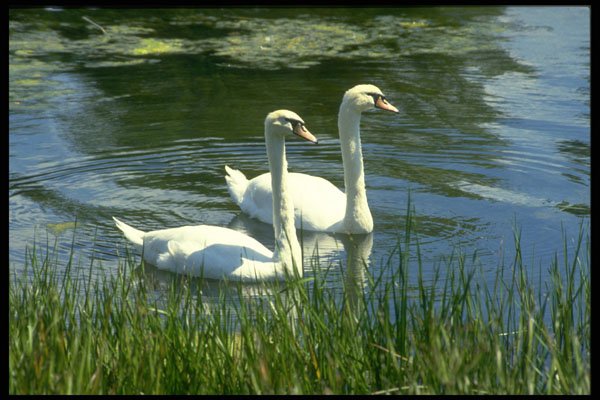 707037 Swans A4 Photo Print