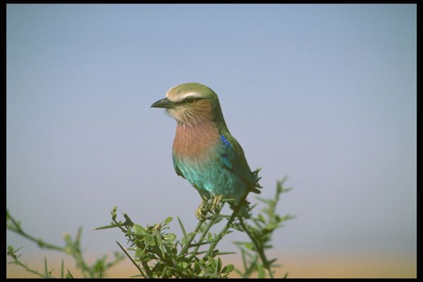 707038 Indian Roller, Tanzania A4 Photo Print
