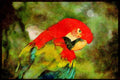 707039 Scarlet Macaw, Singapore A4 Limited Edition Watercolour Print