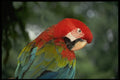 707039 Scarlet Macaw, Singapore A4 Photo Print