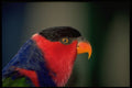 707040 Colorful Parrot, Bird Park, Singapore A4 Photo Print