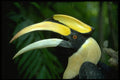 707041 Toucan, Bird Park, Jurong, Singapore A4 Photo Print