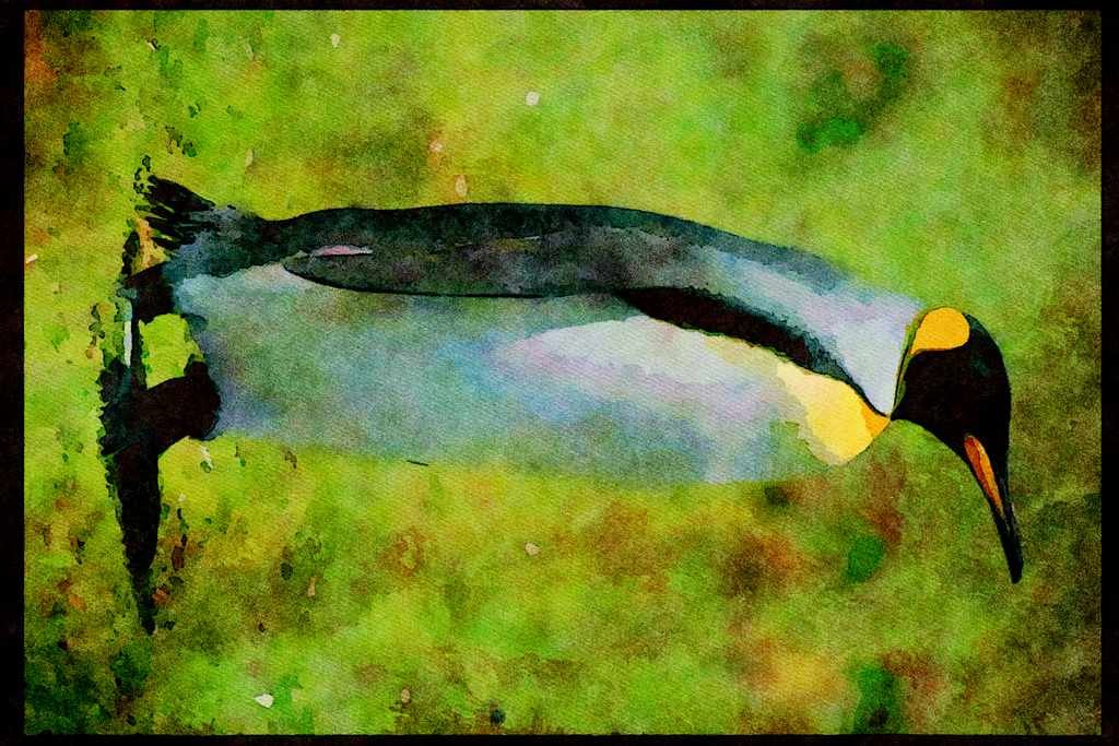 707042 King Penguin, Falkland Islands A4 Limited Edition Watercolour Print