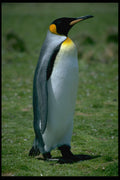 707042 King Penguin, Falkland Islands A4 Photo Print