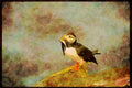 707043 Puffin With Fish A4 Limited Edition Watercolour Print