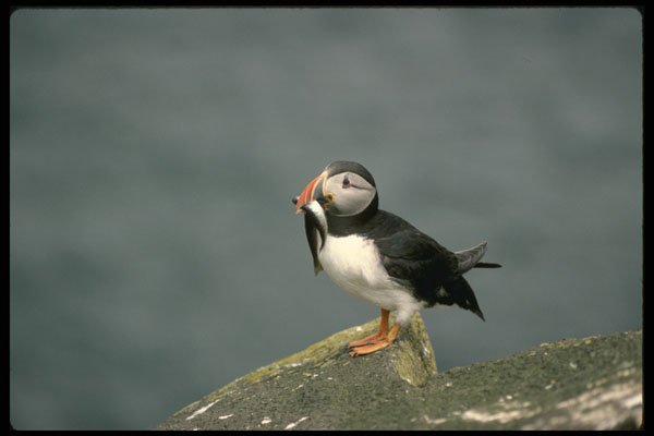 707043 Puffin With Fish A4 Photo Print