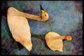 707044 Pair Of Whooper Swans, Peakirk Waterfowl Gardens A4 Limited Edition Watercolour Print