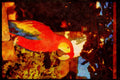 707045 Parrot, Bermuda A4 Limited Edition Watercolour Print