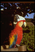 707045 Parrot, Bermuda A4 Photo Print