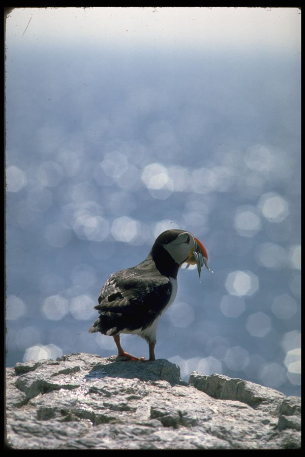 707046 Puffin, Fratercula Artica A4 Photo Print