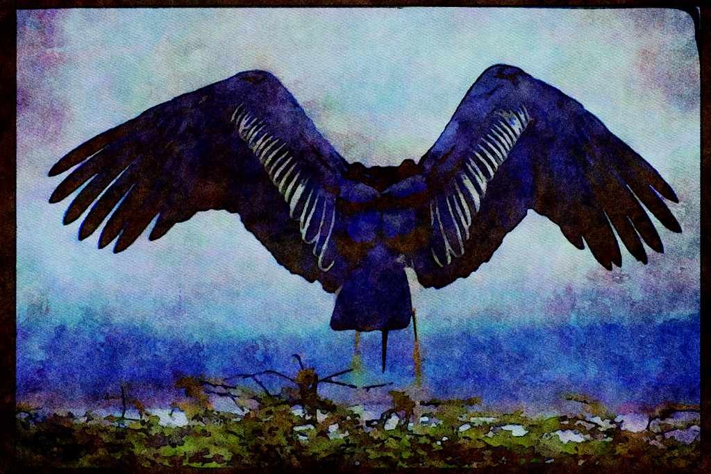 707047 Maribu Stork With Outstretched Wings A4 Limited Edition Watercolour Print