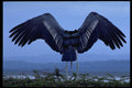 707047 Maribu Stork With Outstretched Wings A4 Photo Print