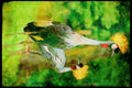 707048 San Francisco Zoo A4 Limited Edition Watercolour Print