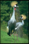 707048 San Francisco Zoo A4 Photo Print