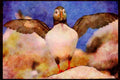 707049 Puffin, Machia Island, Maine, U.S.A. A4 Limited Edition Watercolour Print