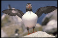 707049 Puffin, Machia Island, Maine, U.S.A. A4 Photo Print