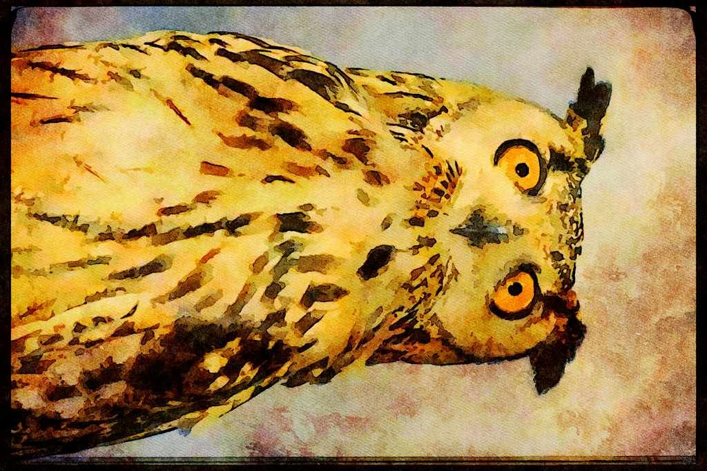 707050 Eagle Owl A4 Limited Edition Watercolour Print
