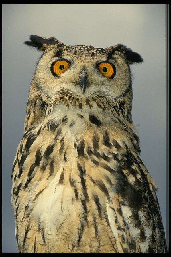 707050 Eagle Owl A4 Photo Print