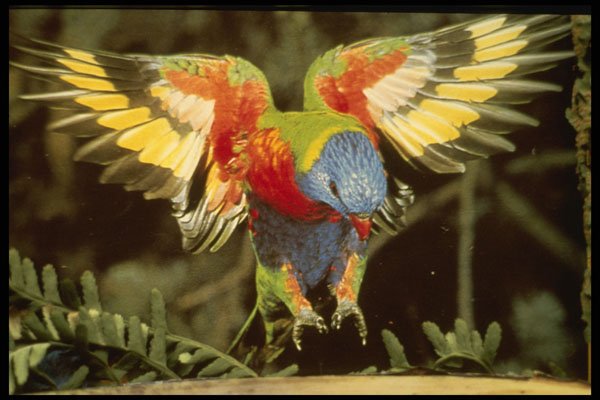 707051 Parrot A4 Photo Print