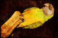 707052 Parrot A4 Limited Edition Watercolour Print