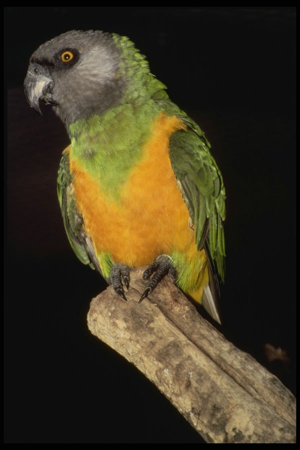 707052 Parrot A4 Photo Print