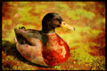 707053 Duck A4 Limited Edition Watercolour Print