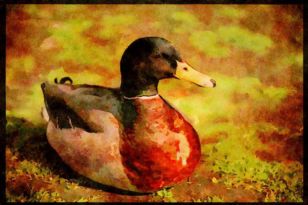 707053 Duck A4 Limited Edition Watercolour Print