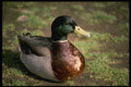 707053 Duck A4 Photo Print