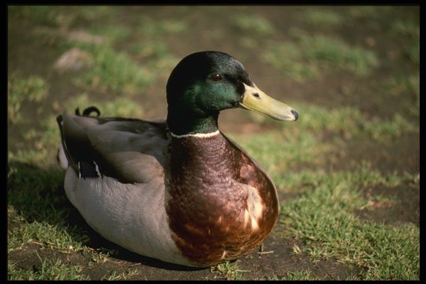 707053 Duck A4 Photo Print