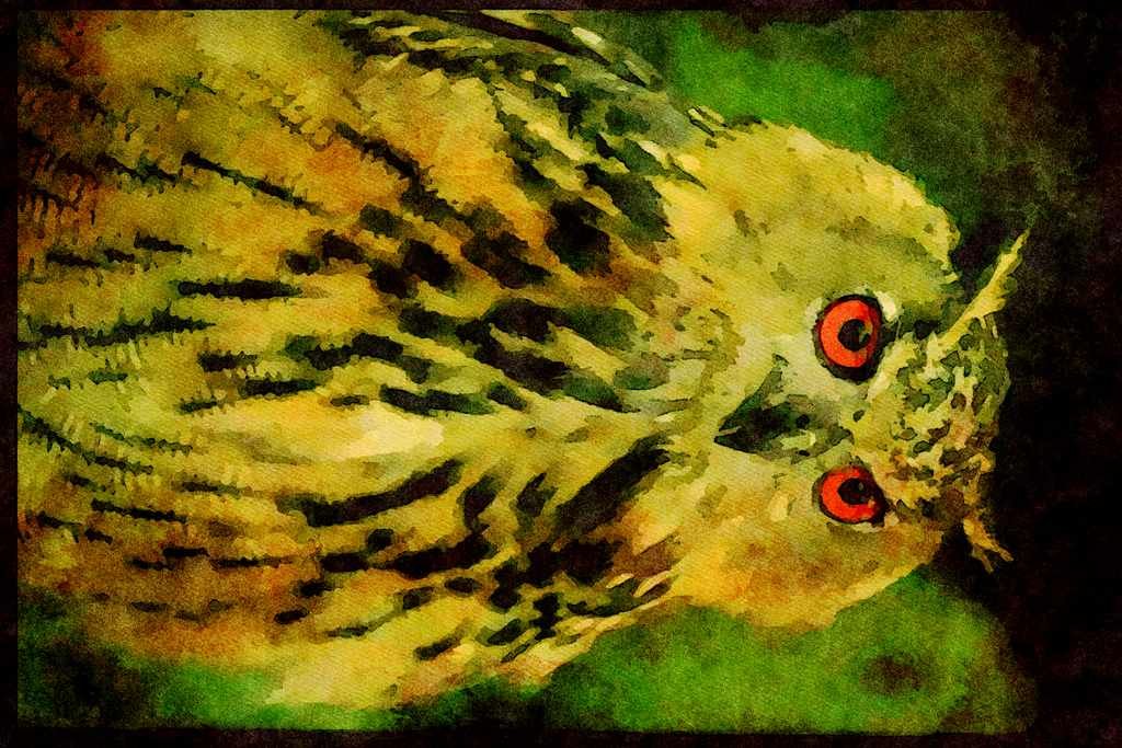 707054 High Brown Fritillary, Argynnis Adippe A4 Limited Edition Watercolour Print