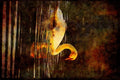 707055 Muted Swan A4 Limited Edition Watercolour Print